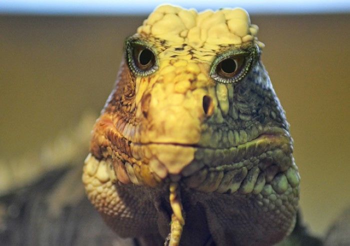 Hewan Yang Matanya Mirip Manusia